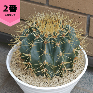 観葉植物 フェロカクタス」の人気商品一覧・価格比較 - 価格.com