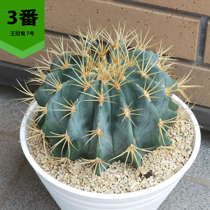 観葉植物 フェロカクタス」の人気商品一覧・価格比較 - 価格.com
