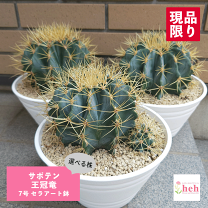 楽天市場】冠竜（花・ガーデン・DIY）の通販