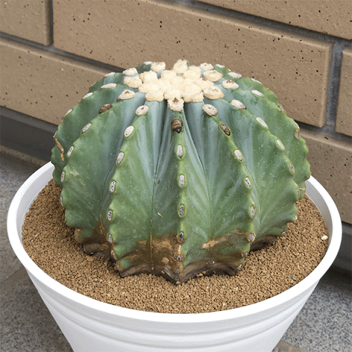 楽天市場】サボテン 刺無王冠竜 7号 セラアート鉢 観葉植物 種