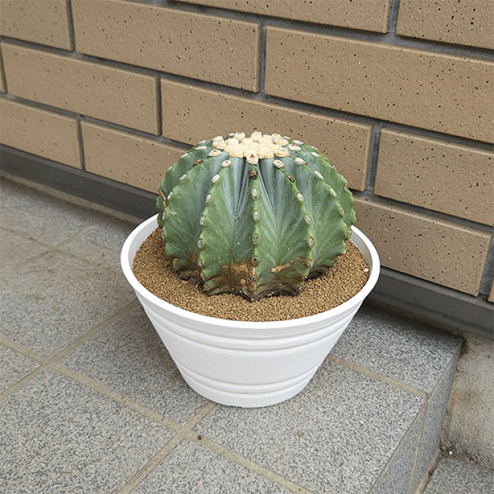 サボテン　　王冠竜　　白鉢 楽天市場】サボテン 刺無王冠竜 7号 セラアート鉢 観葉植物 種