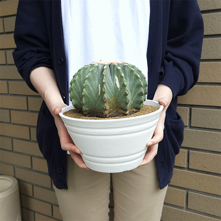 楽天市場】サボテン 刺無王冠竜 7号 セラアート鉢 観葉植物 種