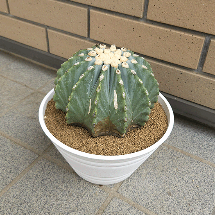 楽天市場】サボテン 金冠 竜の通販 サボテン 刺無王冠竜 7号