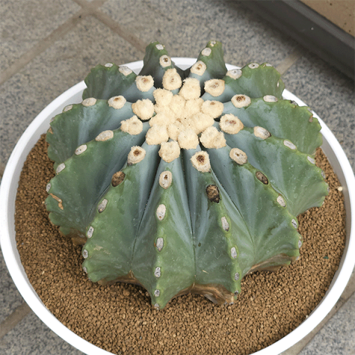 サボテン　　王冠竜　　白鉢 楽天市場】サボテン 刺無王冠竜 7号 セラアート鉢 観葉植物 種