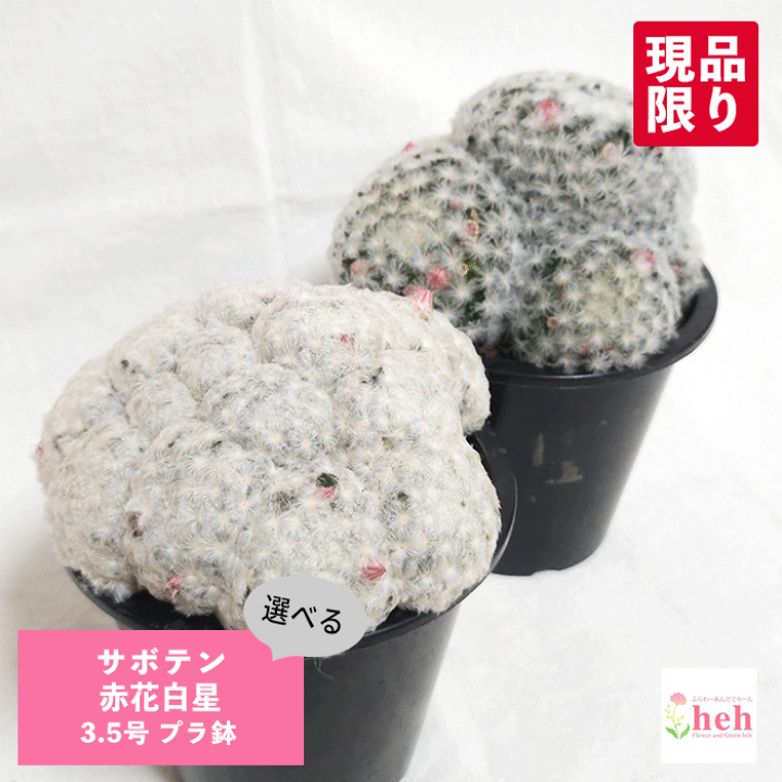 楽天市場】サボテン 赤花白星 3.5号 プラ鉢 マミラリア 鉢 土 種 観葉