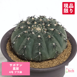 サボテン 鳳頭 4号 プラ鉢 鉢 種 錦 土 さぼてん ギムノカリキウム ほうがじら 送料無料 観葉 多肉 ギフト 開店 新築 鉢物 結婚 贈り物 プレゼント 記念日 贈答 誕生日 お祝い 開業 サボテン 友
