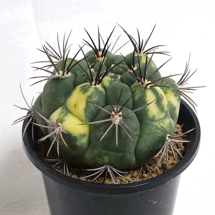 大人気定番商品 楽天市場】サボテン さぼてん 観葉植物 プラ鉢 3.5号 新天地錦 サボテン