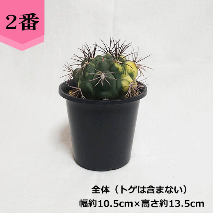 楽天市場】サボテン 新天地錦 3.5号 プラ鉢 観葉植物 さぼてん