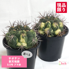 楽天市場】サボテン 柱サボテン 6号 プラ鉢 鉢 土 種 観葉植物 多肉