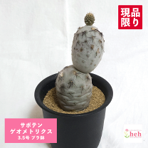 楽天市場】サボテン 群生（観葉植物｜花・観葉植物）：花・ガーデン
