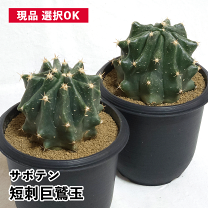楽天市場】巨大 サボテンの通販