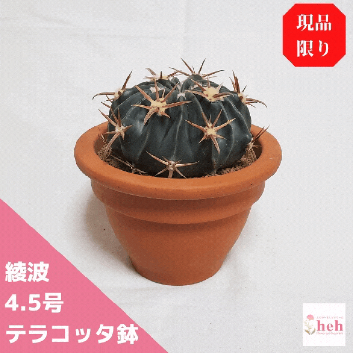 楽天市場 送料無料 一部地域対象外です ご注意下さい サボテン 綾波 4 5 テラコッタ鉢 希少 観葉 多肉 植物 ギフト 開店 誕生日 新築 結婚 記念日 贈答 お祝い 開業 友人 両親 通販 鉢物 4 5号 プレゼント さぼてん オシャレ レア 珍しい 販売 種類 楽天市場 送料無料 一部地域対象外です ご注意下さい サボテン 綾波 4 5 テラコッタ鉢 希少 観葉 多肉 植物 ギフト 開店 誕生日 新築 結婚 記念日 贈答 お祝い 開業 友人 両親 通販 鉢物 4 5号 プレゼント さぼてん オシャレ レア 珍しい 販売 種類