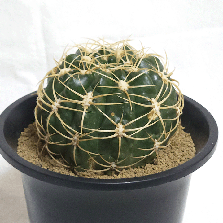 楽天市場】サボテン 金碧 4.5号 プラ鉢 鉢 種 錦 土 さぼてん