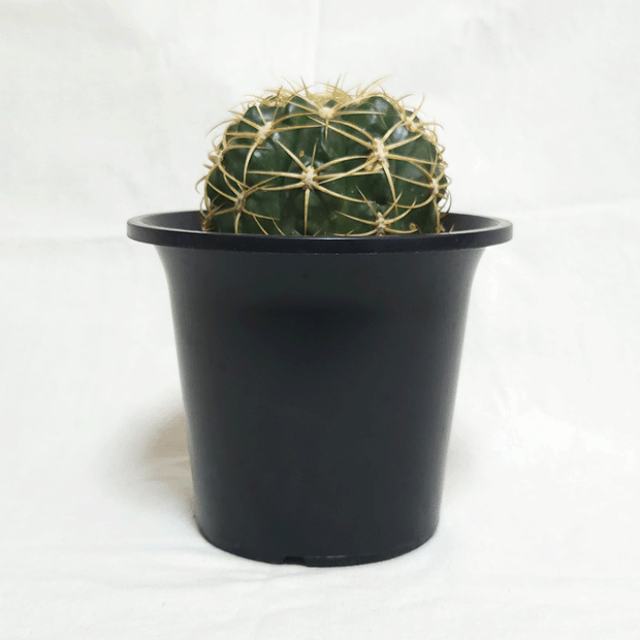 楽天市場】サボテン 金碧 4.5号 プラ鉢 鉢 種 錦 土 さぼてん