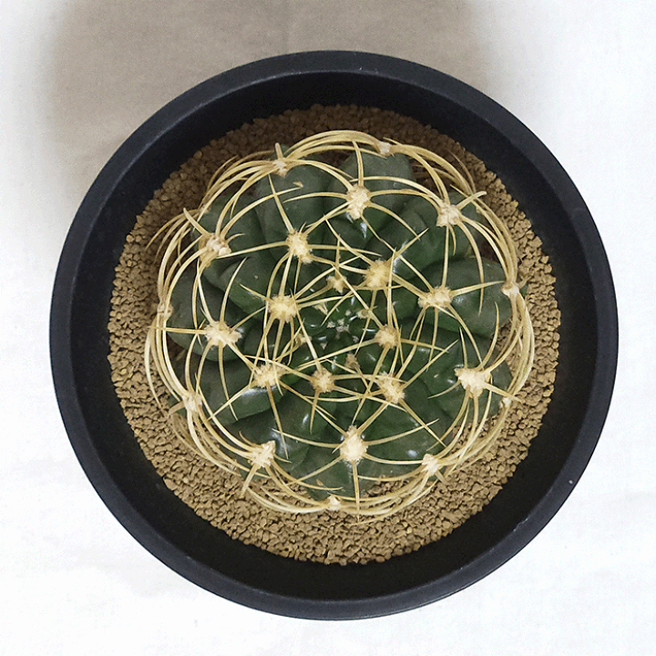 楽天市場】サボテン 金碧 4.5号 プラ鉢 鉢 種 錦 土 さぼてん