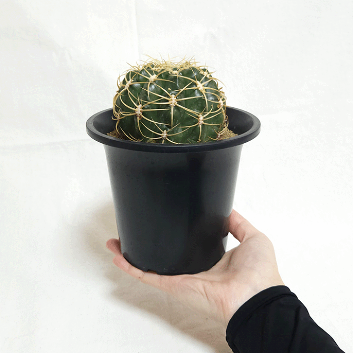 サボテン kota7ka 楽天市場】サボテン 金鯱風 (エキノカクタスグルソニー) 高さ