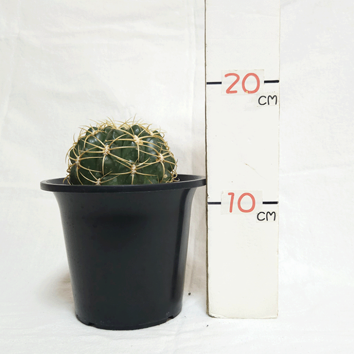 楽天市場】サボテン 金碧 4.5号 プラ鉢 鉢 種 錦 土 さぼてん