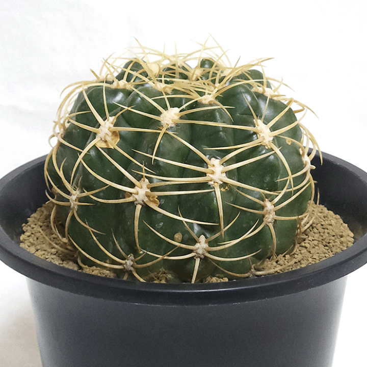 楽天市場】サボテン 金碧 4.5号 プラ鉢 鉢 種 錦 土 さぼてん