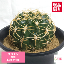 サボテン　新天地錦　ギムノカリキウム　鉢付き 508d68e1419a78557085e1ce6f7101