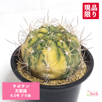 楽天市場】斑入り サボテンの通販
