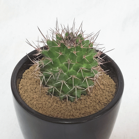 楽天市場 花 サボテン 種類 植物 サボテン の通販