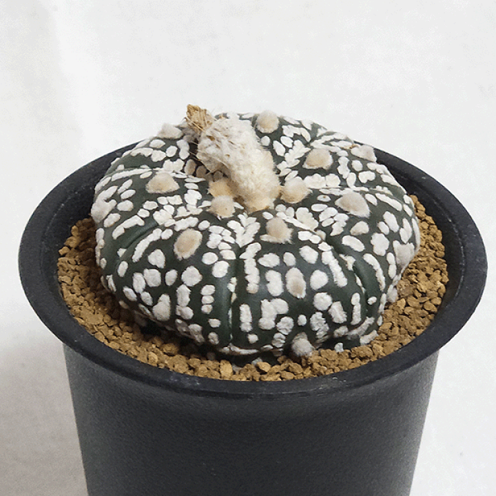 楽天市場】サボテン 瑠璃スーパー兜 2.5号 プラ鉢 観葉植物 種 楽天市場】サボテン 瑠璃スーパー兜 2.5号 プラ鉢 観葉植物 種