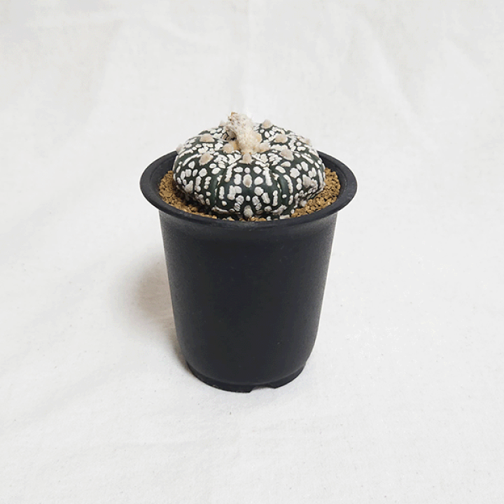 楽天市場】サボテン 瑠璃スーパー兜 2.5号 プラ鉢 観葉植物 種 楽天市場】サボテン 瑠璃スーパー兜 2.5号 プラ鉢 観葉植物 種