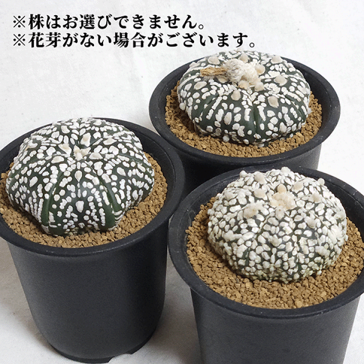 楽天市場】サボテン 瑠璃スーパー兜 2.5号 プラ鉢 観葉植物 種 楽天市場】サボテン 瑠璃スーパー兜 2.5号 プラ鉢 観葉植物 種