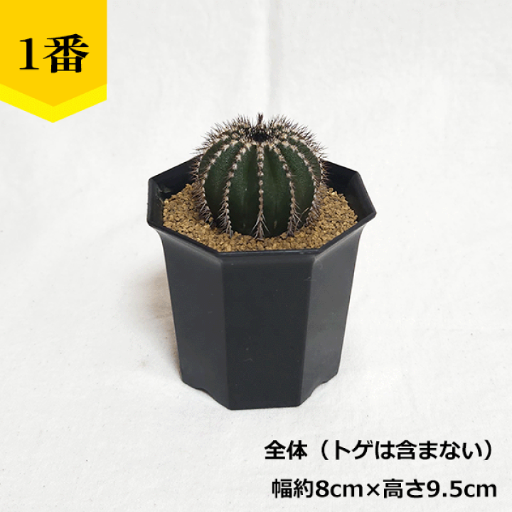 楽天市場】サボテン ペクチニフェラ 2.5号 3号 プラ鉢 鉢 種 土