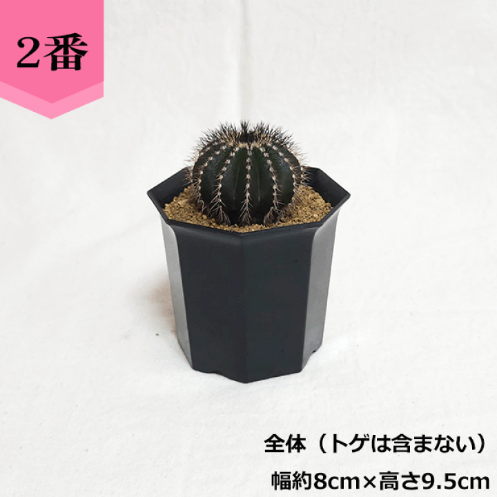 楽天市場】サボテン ペクチニフェラ 2.5号 3号 プラ鉢 鉢 種 土
