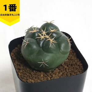 T{e hۉ 2.5 v  y  ϗtA A ڂĂ Rt@^ ̔  v[g Mtg  O  A JX a Vz  LO  j J Fl 