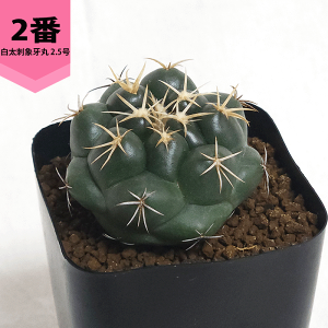 �T�{�e�� �����h�ۉ�� 2.5�� �v���� �� �y �� �ϗt�A�� �����A�� ���ڂĂ� �R���t�@���^ �̔� ��� �v���[���g �M�t�g ���� ���O �� �A�� �J�X �a���� �V�z ���� �L�O�� ���� ���j�� �J�� �F�l 