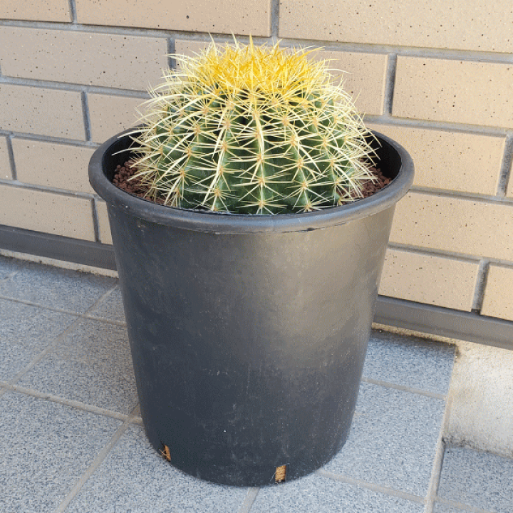 楽天市場】サボテン 金鯱 8号 プラ鉢 キンシャチ 土 鉢 種 種類 楽天市場】サボテン 金鯱 8号 プラ鉢 キンシャチ 土 鉢 種 種類