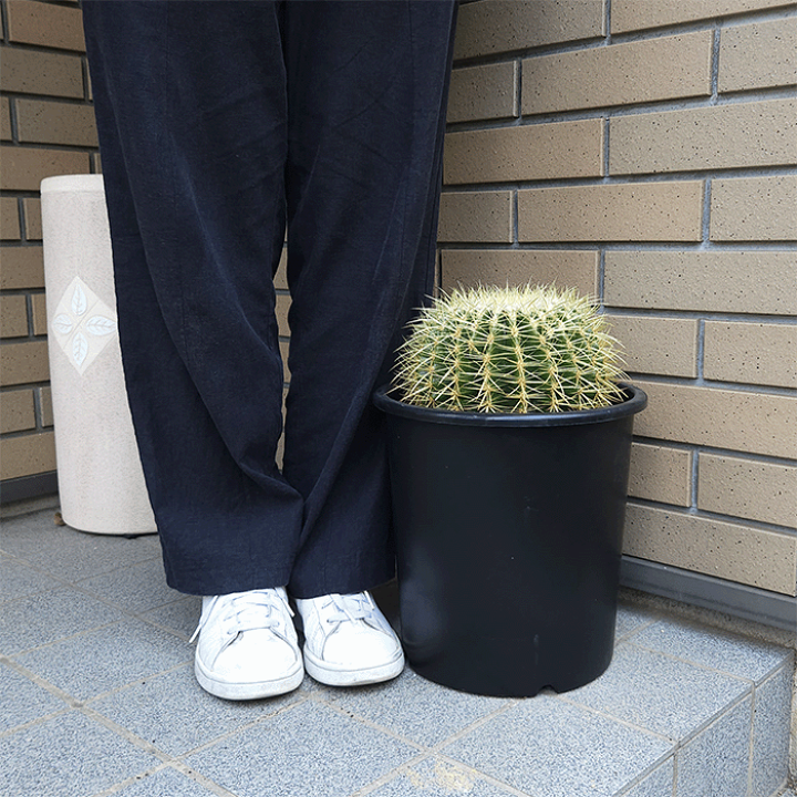 楽天市場】サボテン 金鯱 8号 プラ鉢 キンシャチ 土 鉢 種 種類