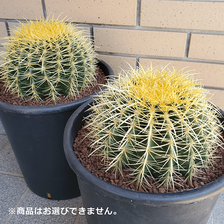 楽天市場】サボテン 金鯱 8号 プラ鉢 キンシャチ 土 鉢 種 種類 楽天市場】サボテン 金鯱 8号 プラ鉢 キンシャチ 土 鉢 種 種類