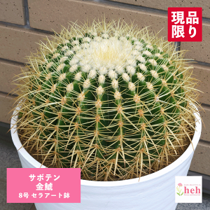観葉植物 8号 サボテン」の人気商品一覧 | 安い商品を通販サイトから