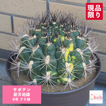楽天市場】サボテン 新天地錦の通販