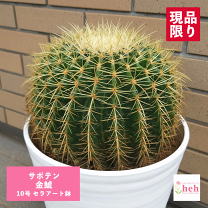 楽天市場】サボテン 金鯱（サイズ（植木鉢）10 ～ 12号）の通販