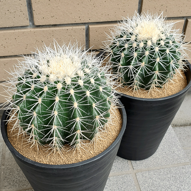 【☆83☆】人気商品　サボテン　キンシャチ 楽天市場 | ふらわーあんどぐりーんheh - サボテン キンシャチ特集