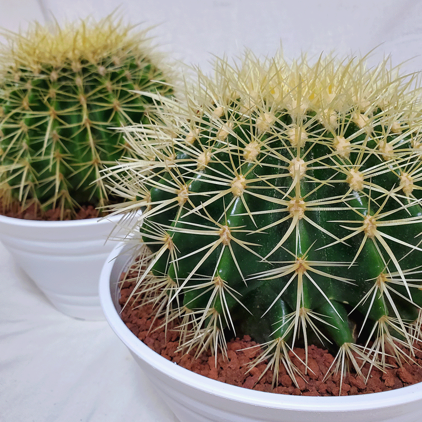 ALL(H)OURS ジェイデン サポラ サインポラ SHUN OKUBO - 【お取り寄せ可能】COLLAR BONE｜カラーボーン