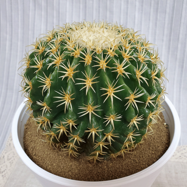 けいちゃん様金鯱6頭、金鯱5頭、弁慶柱5頭、弁慶柱3頭、弁慶柱1頭 楽天市場 | ふらわーあんどぐりーんheh - サボテン キンシャチ特集