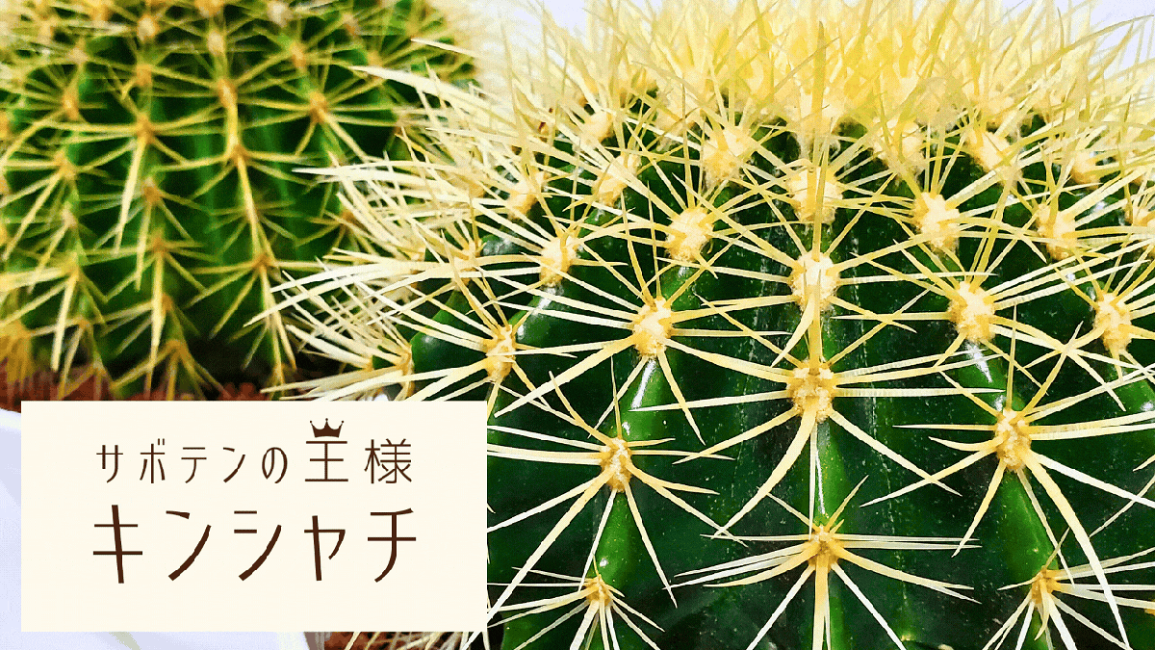 楽天市場 | ふらわーあんどぐりーんheh - サボテン キンシャチ特集
