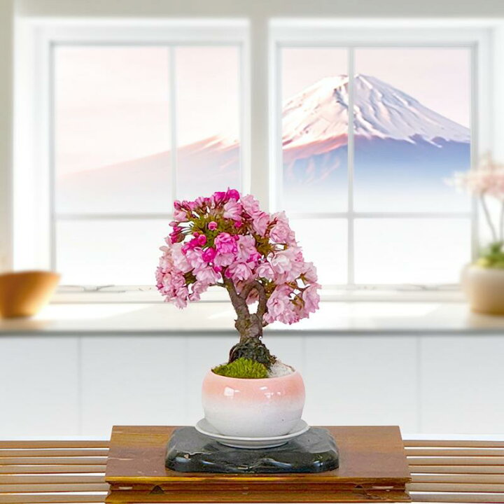 楽天市場】盆栽 桜 旭山桜 鉢植え 毎年咲かせやすい品種 桜の世界を 