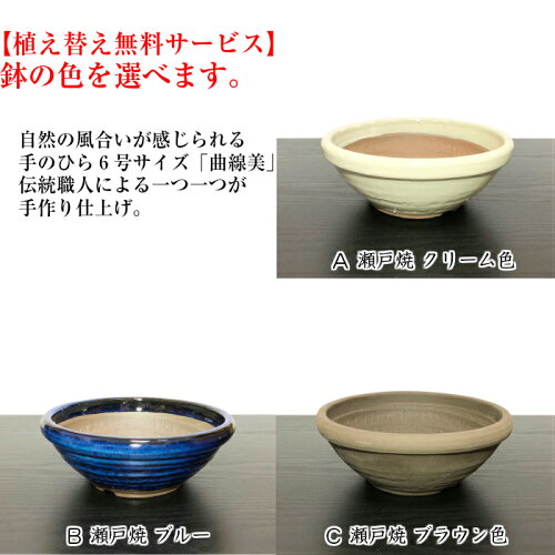 敬老の日盆栽柿実だくさんの老爺柿紅光ローヤ柿Wプレゼント特典【ブランド柿老爺柿盆栽プレゼント盆栽縁起物盆栽】ラッピング無料、リボン無料樹齢4年高級老爺柿盆栽お値打ち特価【盆栽柿盆栽ミニ盆栽実盆栽部屋盆栽ギフト】