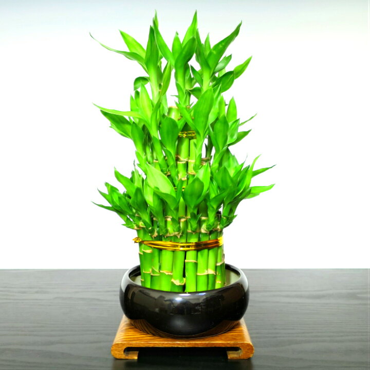 楽天市場 盆栽 ミニ 即日出荷 楽天１位受賞盆栽 開運竹ミリオンバンブー 富貴竹 豪華４０幹寄せ植え 育て方指南書同梱 引越し祝い 盆栽 盆栽ミニ 盆栽 竹 癒し お祝い 開運竹 和インテリア盆栽 還暦 開店祝い 周年お祝い 誕生日 プレゼント 盆栽ギフト 花心盆栽