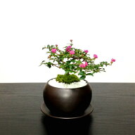 盆栽 ミニ 即日出荷 一級品 姫サルスベリ 桜色の姫花 ミニプチ盆栽 萬古焼受け皿付 Wプレゼント特典 お部…