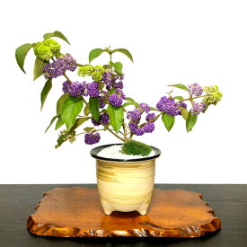 楽天市場 カラフル 盆栽 花 観葉植物 花 ガーデン Diyの通販