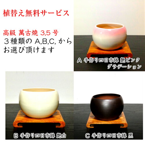 盆栽もみじ楽天1位いろはもみじ樹林盆景山もみじ盆栽寄せ植えWプレゼント特典【盆栽盆栽ミニ盆栽ミニ部屋に飾る盆栽和インテリア植物もみじモダン盆栽盆栽ギフト】