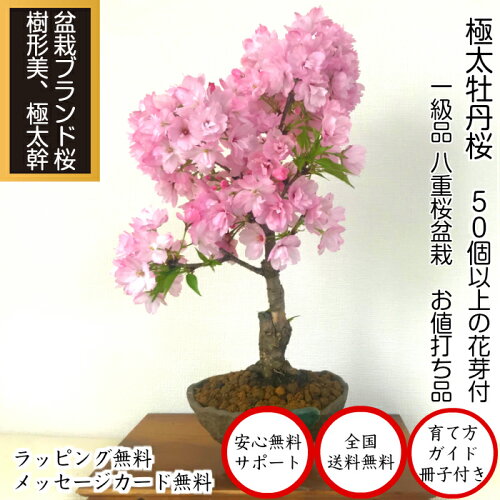 楽天市場 盆栽 桜 かっこいい 牡丹桜 枝ぶり最良 極太幹 樹齢6年 八重桜盆栽 八重咲 50個以上の蕾をつけた八重桜盆栽盆栽 桜 室内 初心者 人気 趣味 誕生日 お祝い プレゼント インテリア 植物 盆栽 ギフト 花心盆栽 楽天市場店