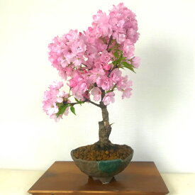 楽天市場 盆栽 桜 室内の通販